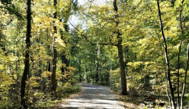 Waldweg im Sonnenlicht.
