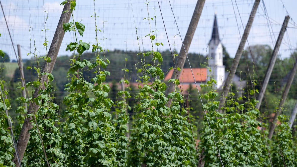 Deutschland ist das größte Anbaugebiet für Hopfen - und verzeichnete 2024 auch die größte Ernte. (Archivbild)