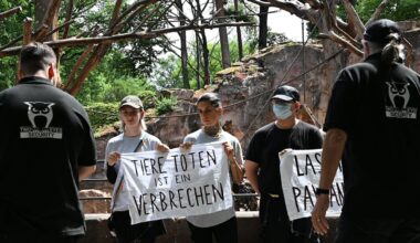 Protest in Nürnberg: Tierschützer ketten sich für Paviane an | Regional