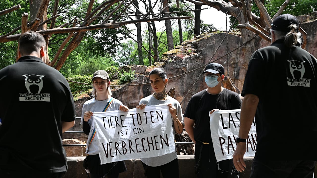 Protest in Nürnberg: Tierschützer ketten sich für Paviane an | Regional