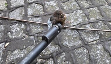 Augsburger Feuerwehr befreit Vogelbaby aus Rohr in Lichtschacht