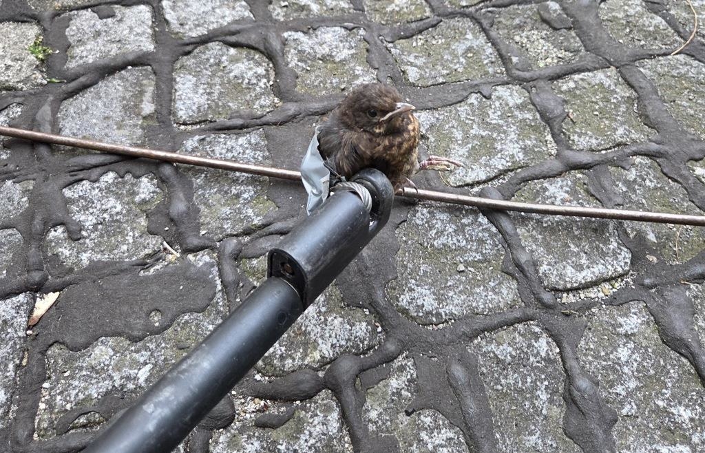 Augsburger Feuerwehr befreit Vogelbaby aus Rohr in Lichtschacht