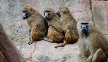 Geplante Affen-Tötungen: Tierschützer ketten sich im Nürnberger Zoo an - Bayern