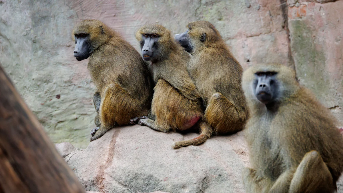 Geplante Affen-Tötungen: Tierschützer ketten sich im Nürnberger Zoo an - Bayern