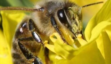 Bienenkrankheit breitet sich in Solingen aus