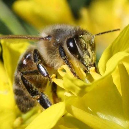 Bienenkrankheit breitet sich in Solingen aus