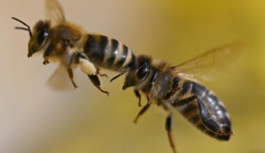 70.000 Bienen greifen Passanten in Frankreich an – 24 Verletzte
