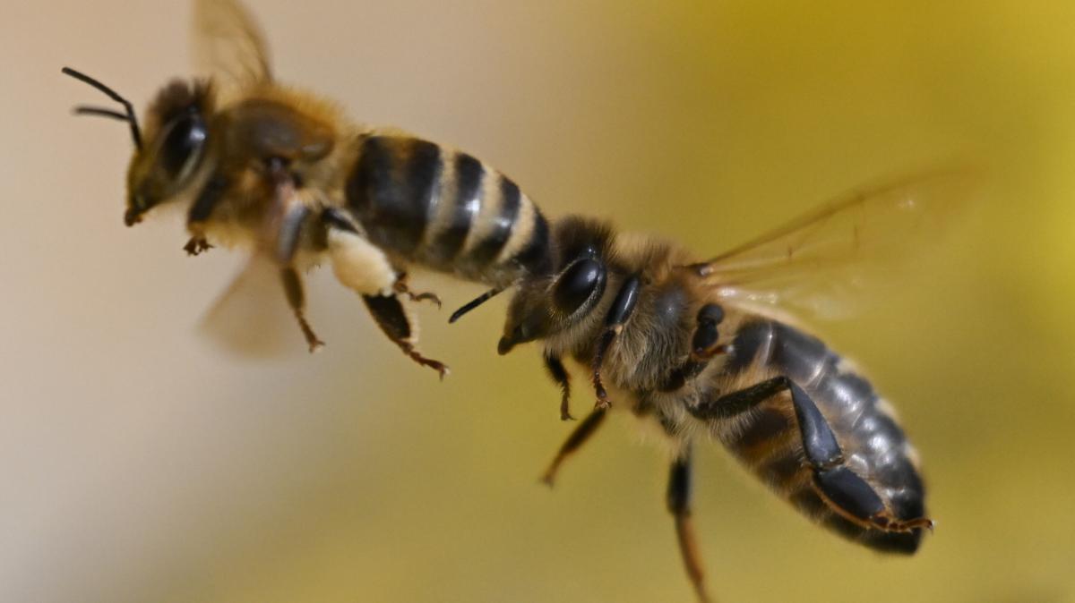 70.000 Bienen greifen Passanten in Frankreich an – 24 Verletzte