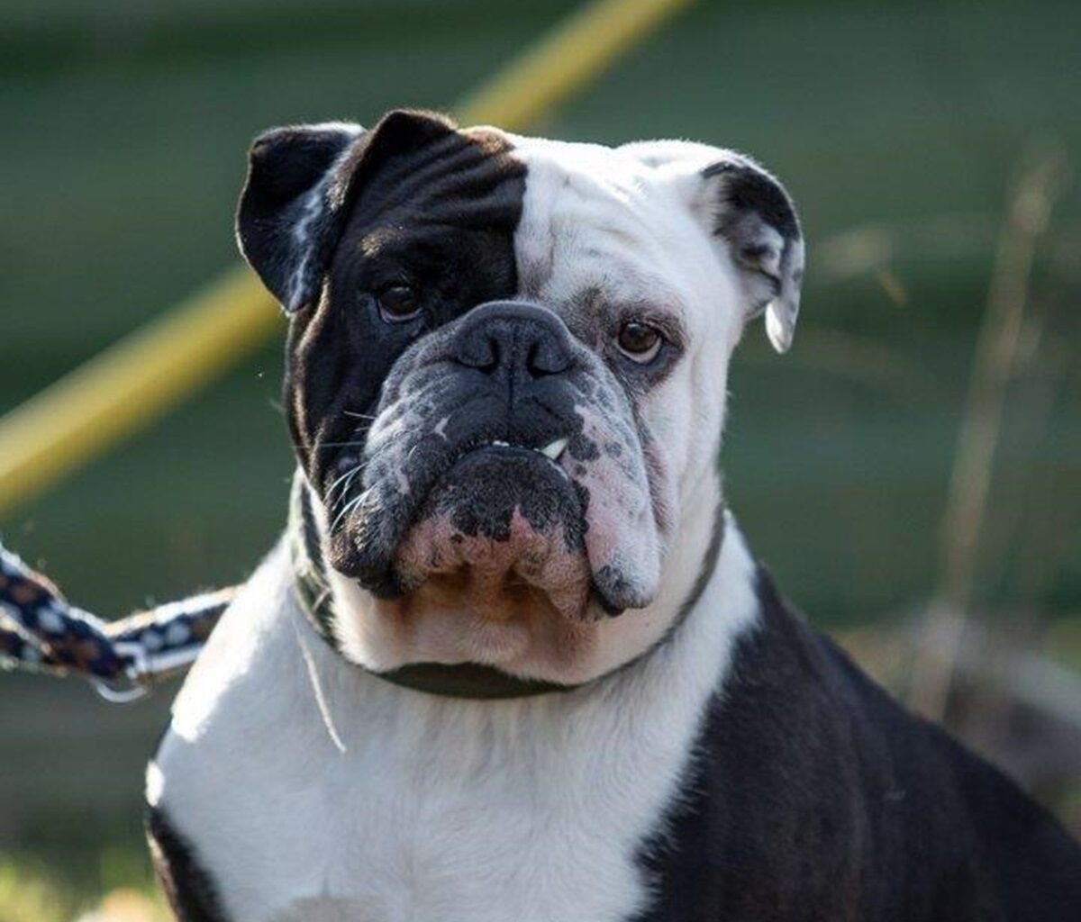 Tierheim Essen trauert um Hund - er zählte zu den absoluten Lieblingen