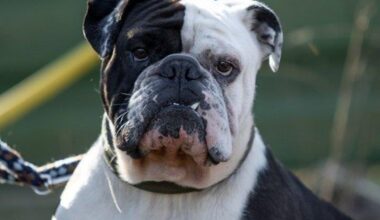 Tierheim Essen trauert um Hund - er zählte zu den absoluten Lieblingen