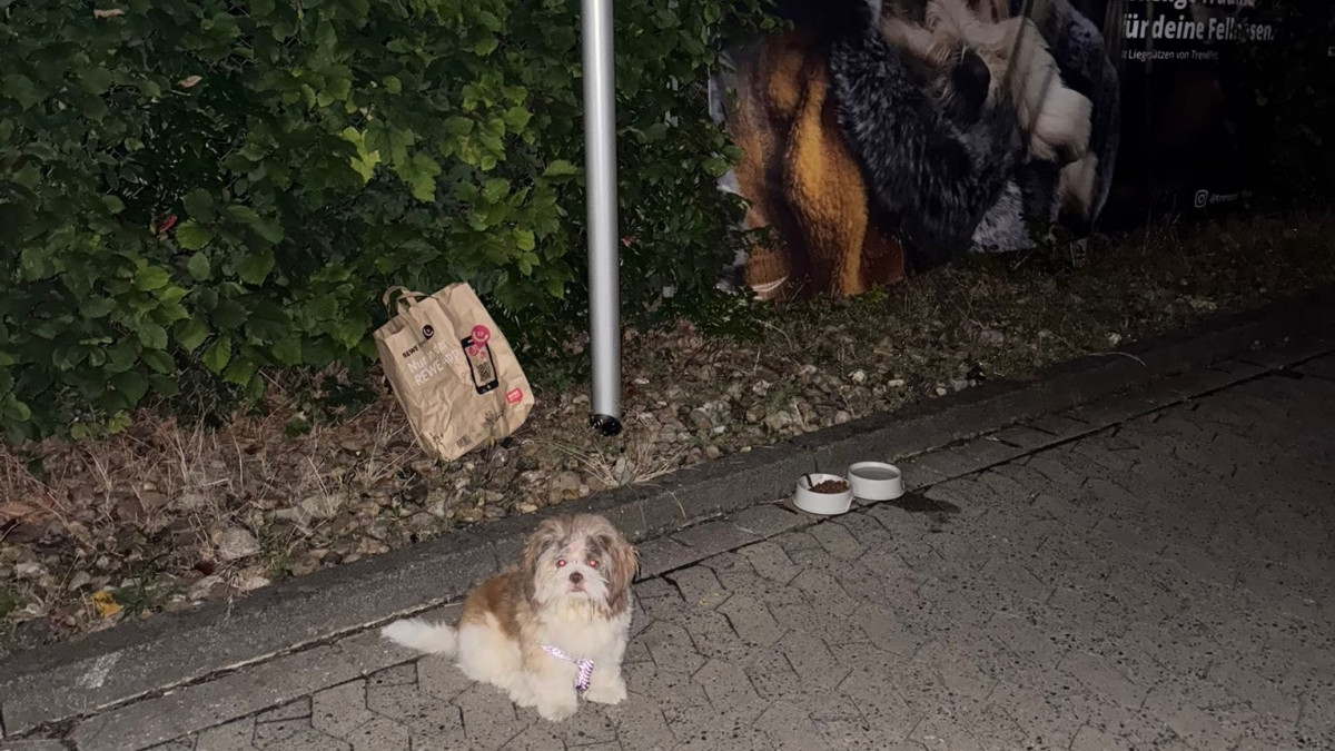 Braunschweig: Mischling mitten in der Nacht vor Tierladen ausgesetzt