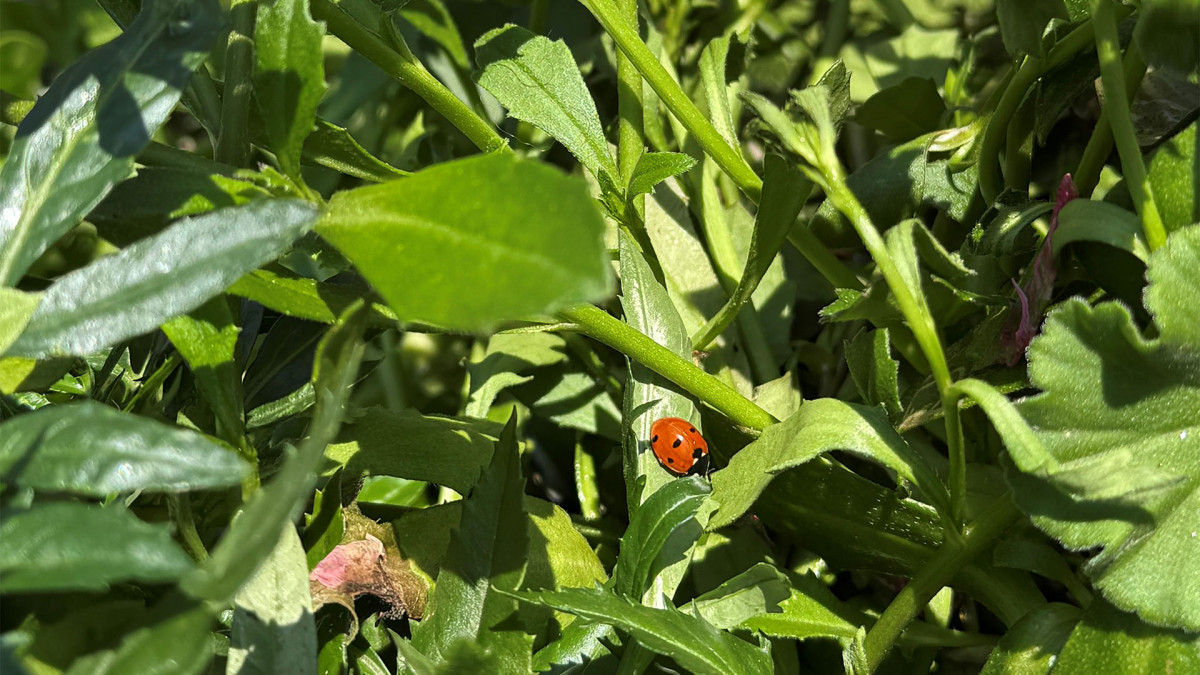 Wolfenbüttel: Stadt startet Foto-Aktion zur Insektenvielfalt