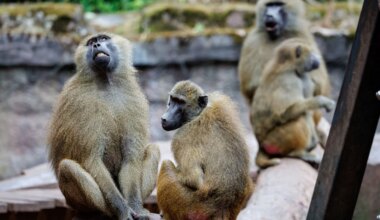 Tiergarten Nürnberg heute geschlossen: Aktivisten vermuten, dass nun Paviane getötet werden - Bayern