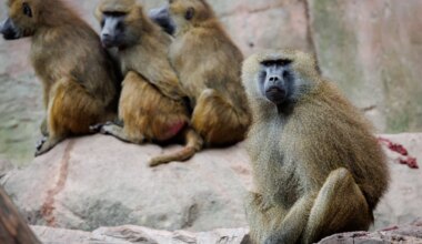 Tierschützer wollen Tötung von Pavianen im Tiergarten Nürnberg verhindern - Bayern