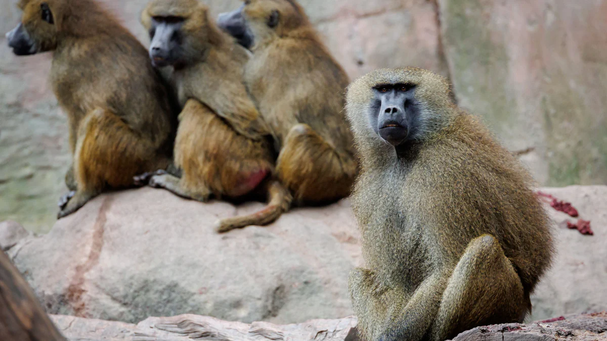 Tierschützer wollen Tötung von Pavianen im Tiergarten Nürnberg verhindern - Bayern