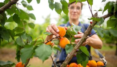 Südfrüchte in Deutschland: Klima verändert Obstbau