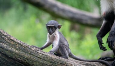 Nachwuchs für bedrohte Affen im Tierpark Berlin