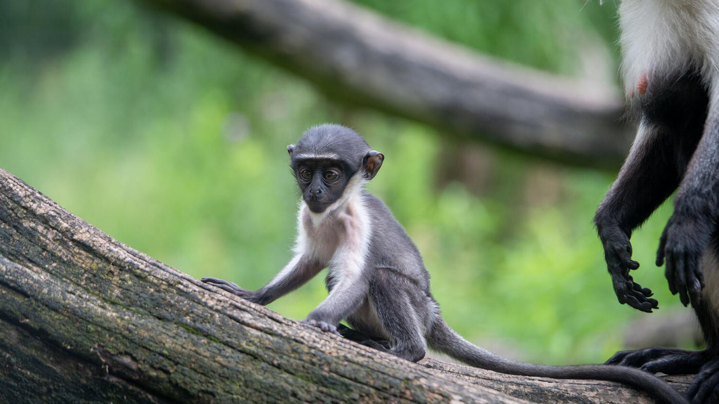 Nachwuchs für bedrohte Affen im Tierpark Berlin