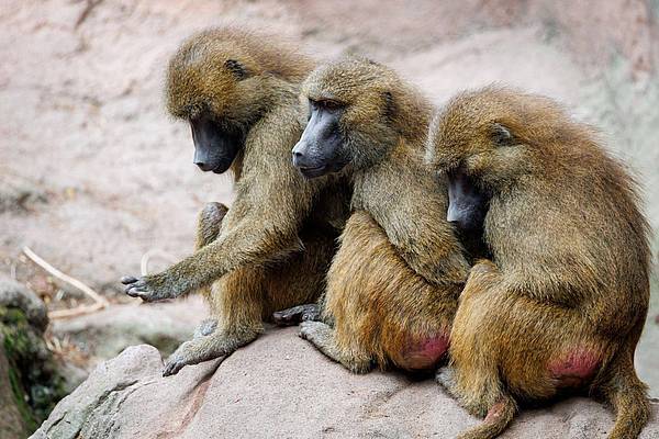 Nürnberg | Wieso sollen Paviane im Nürnberger Tiergarten sterben?