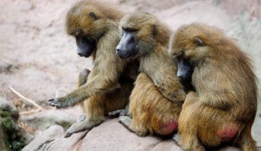 Nürnberg | Wieso sollen Paviane im Nürnberger Tiergarten sterben?