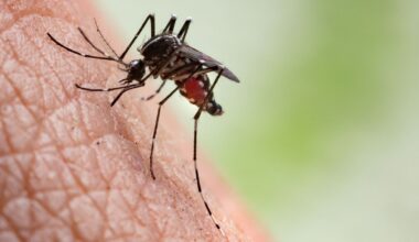 Tropenvirus in Europa: Erste Chikungunya-Infektion nahe deutscher Grenze