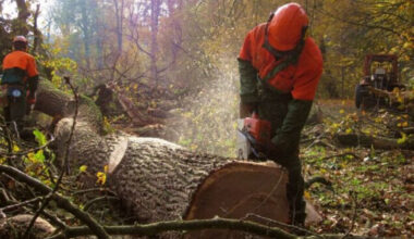 Nächste Waldgeneration wird herangezogen - Stadt Leipzig