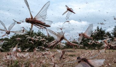 „Himmel voller Insekten“: Millionen Heuschrecken suchen Ukraine heim – ist Russland schuld?