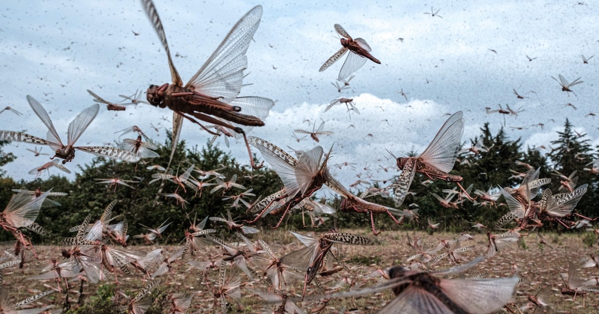 „Himmel voller Insekten“: Millionen Heuschrecken suchen Ukraine heim – ist Russland schuld?