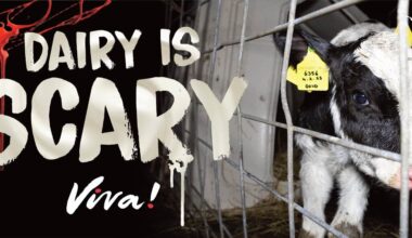 © viva! Dairy is scary
