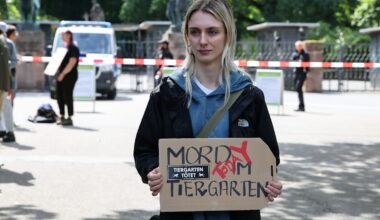 Nürnberg: Zoo tötet zwölf Paviane – Aktivisten stürmen Tiergarten