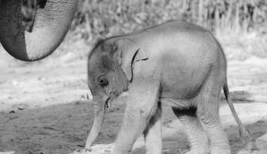 Zoo Leipzig: Todes-Drama nach bitterem Abschied! "Wettlauf gegen die Zeit"