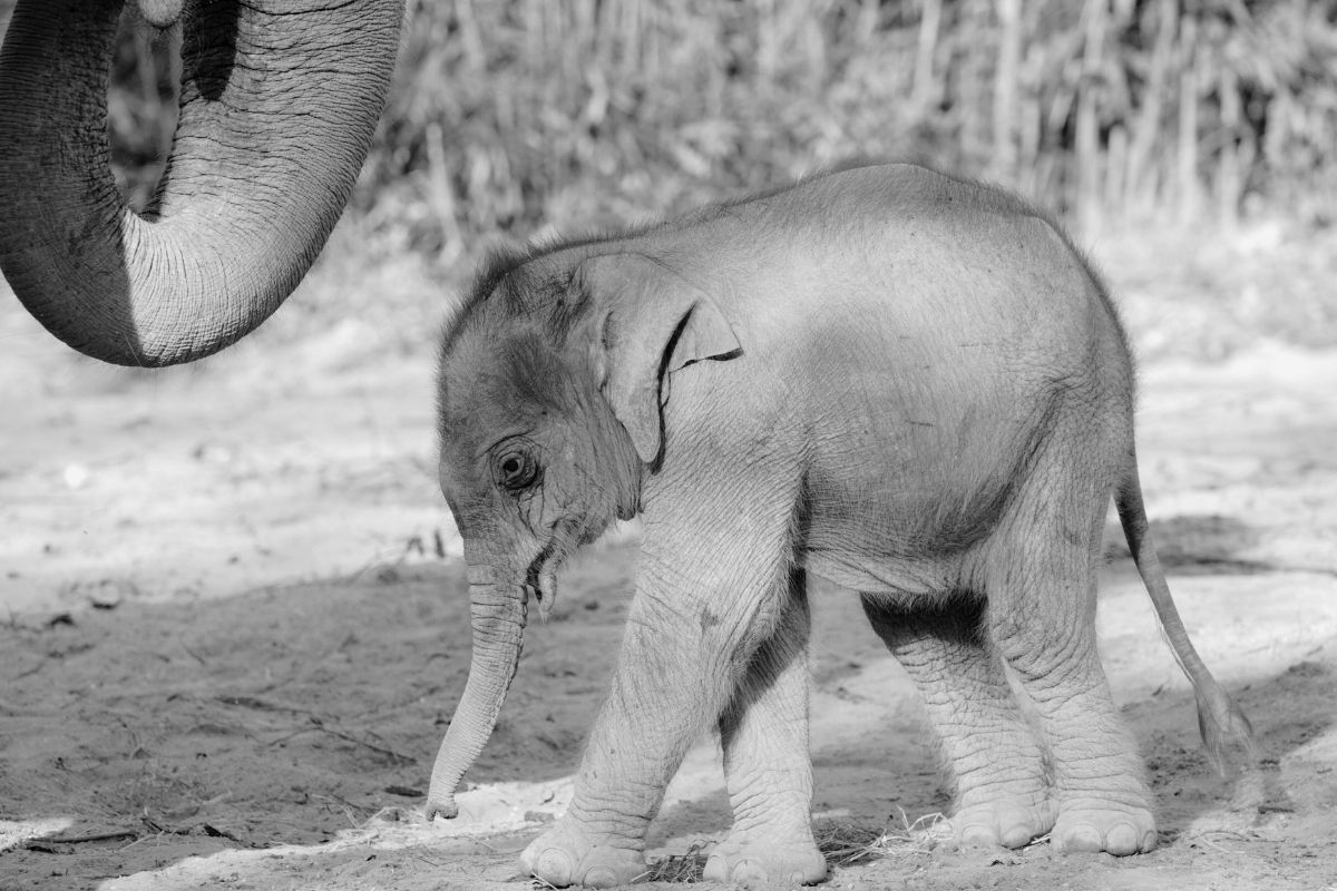 Zoo Leipzig: Todes-Drama nach bitterem Abschied! "Wettlauf gegen die Zeit"
