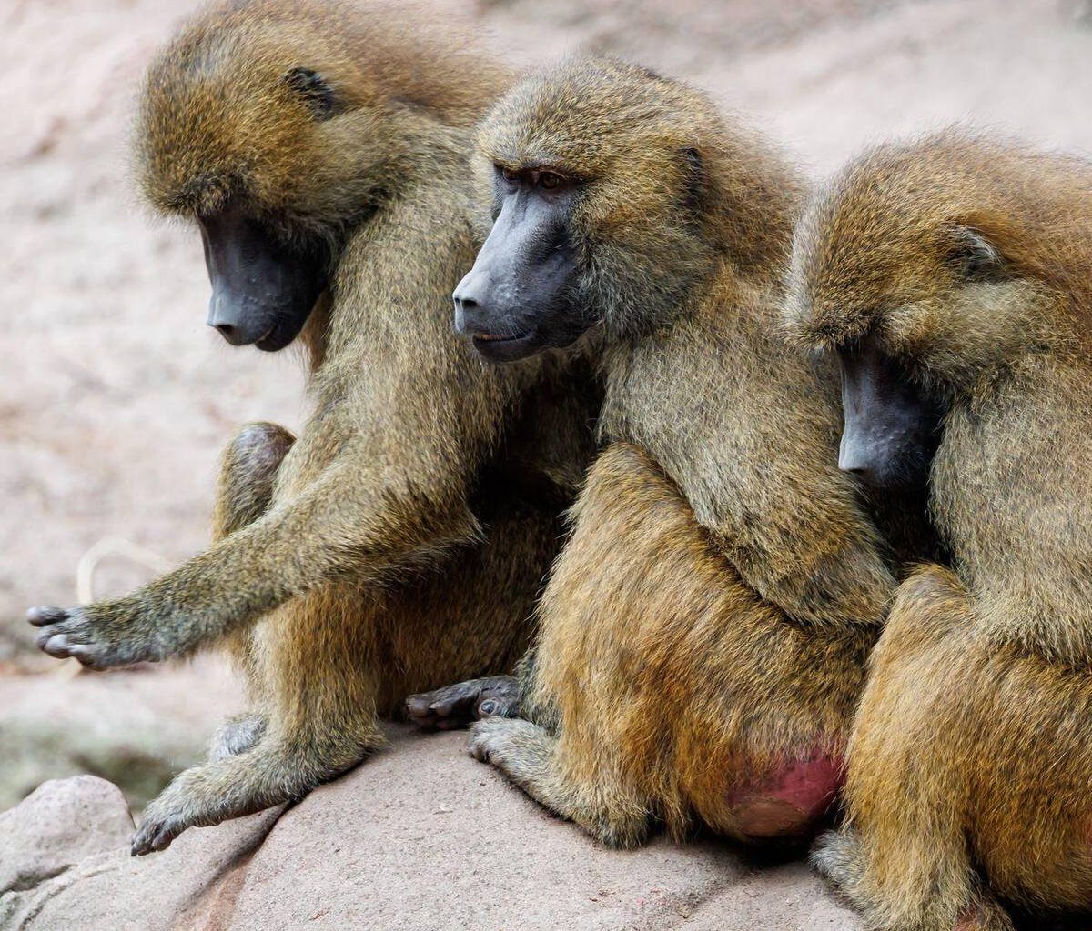 Trotz massiver Kritik - Tiergarten tötet gesunde Paviane