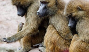 Trotz massiver Kritik - Tiergarten tötet gesunde Paviane