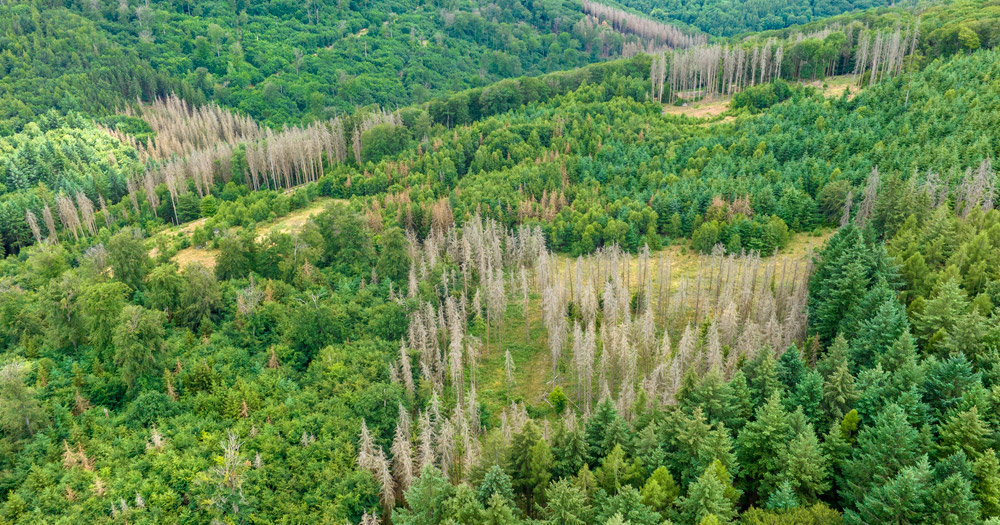 Wald in Deutschland