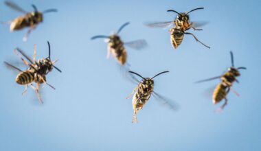 Wespen in Berlin früher unterwegs als üblich