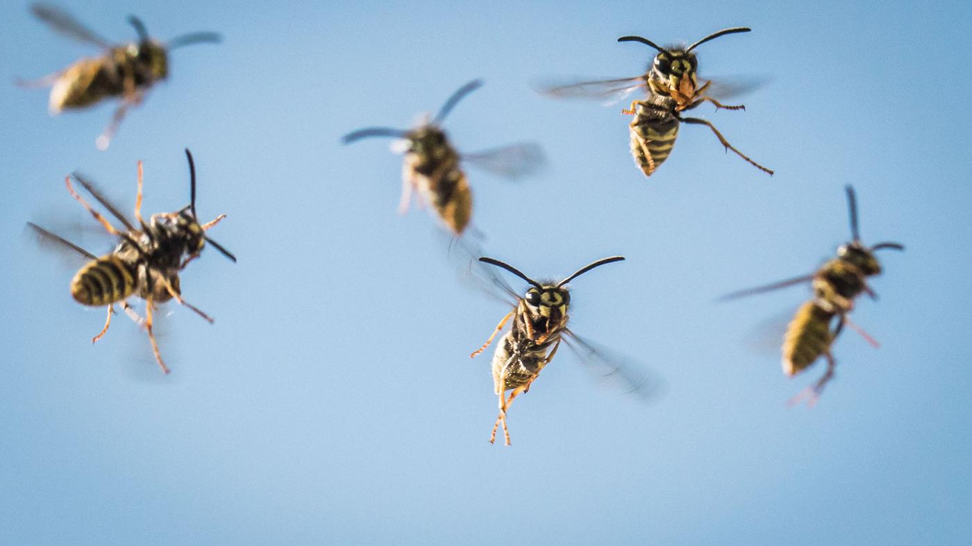 Wespen in Berlin früher unterwegs als üblich