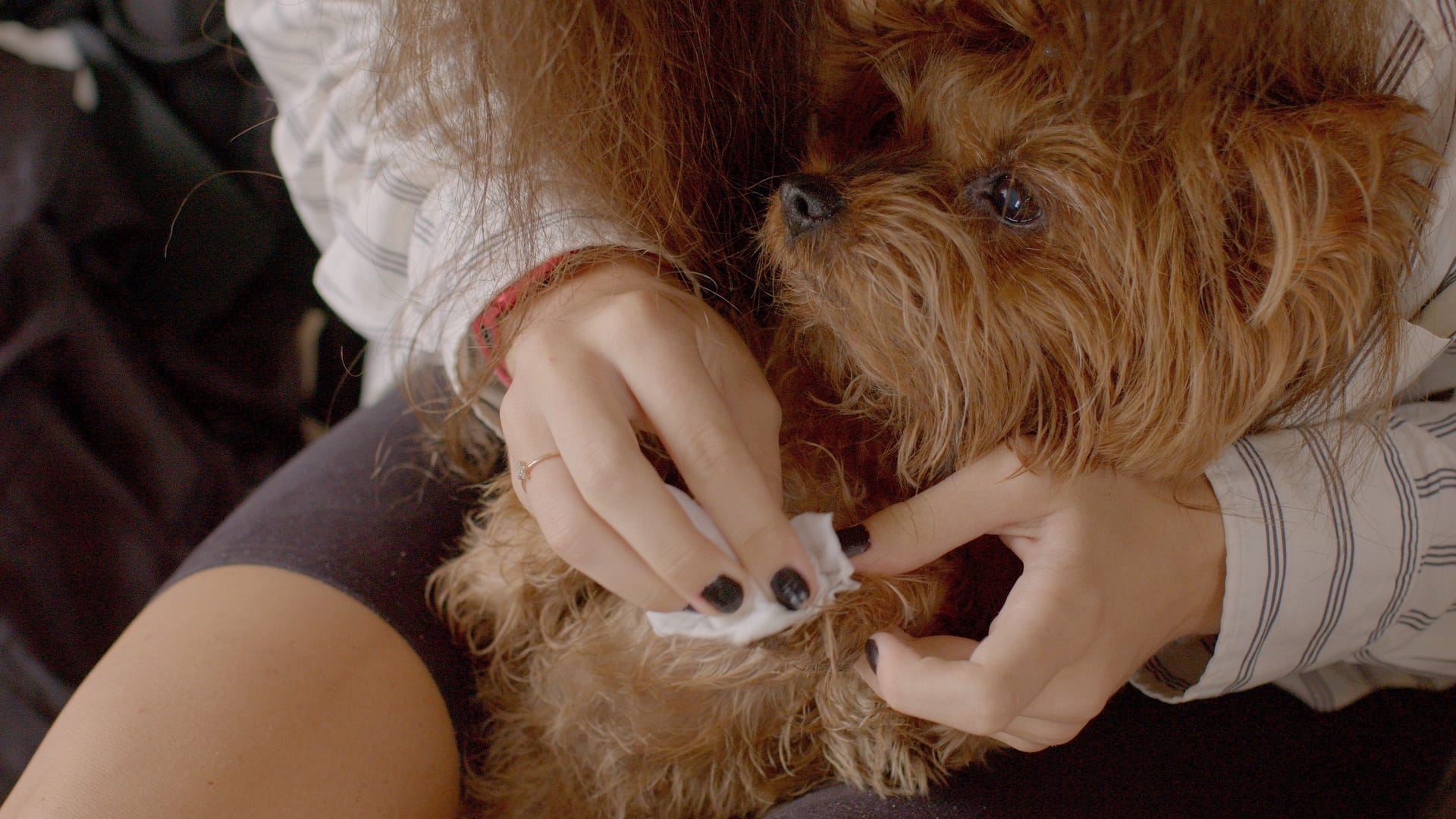 Ein Yorkshire Terrier wird behandelt (Symbolbild): Ein Tierheim in Hamburg nahm zwei Hunde in schlechten Zuständen auf.