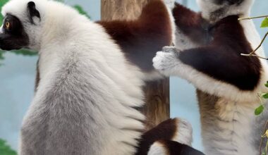 Extrem bedroht: Coquerel-Sifakas neu im Kölner Zoo