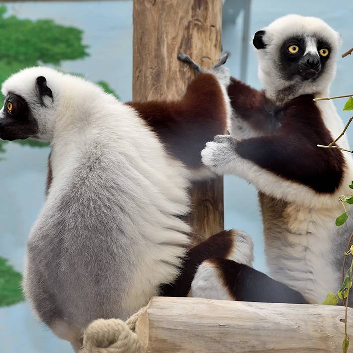 Extrem bedroht: Coquerel-Sifakas neu im Kölner Zoo