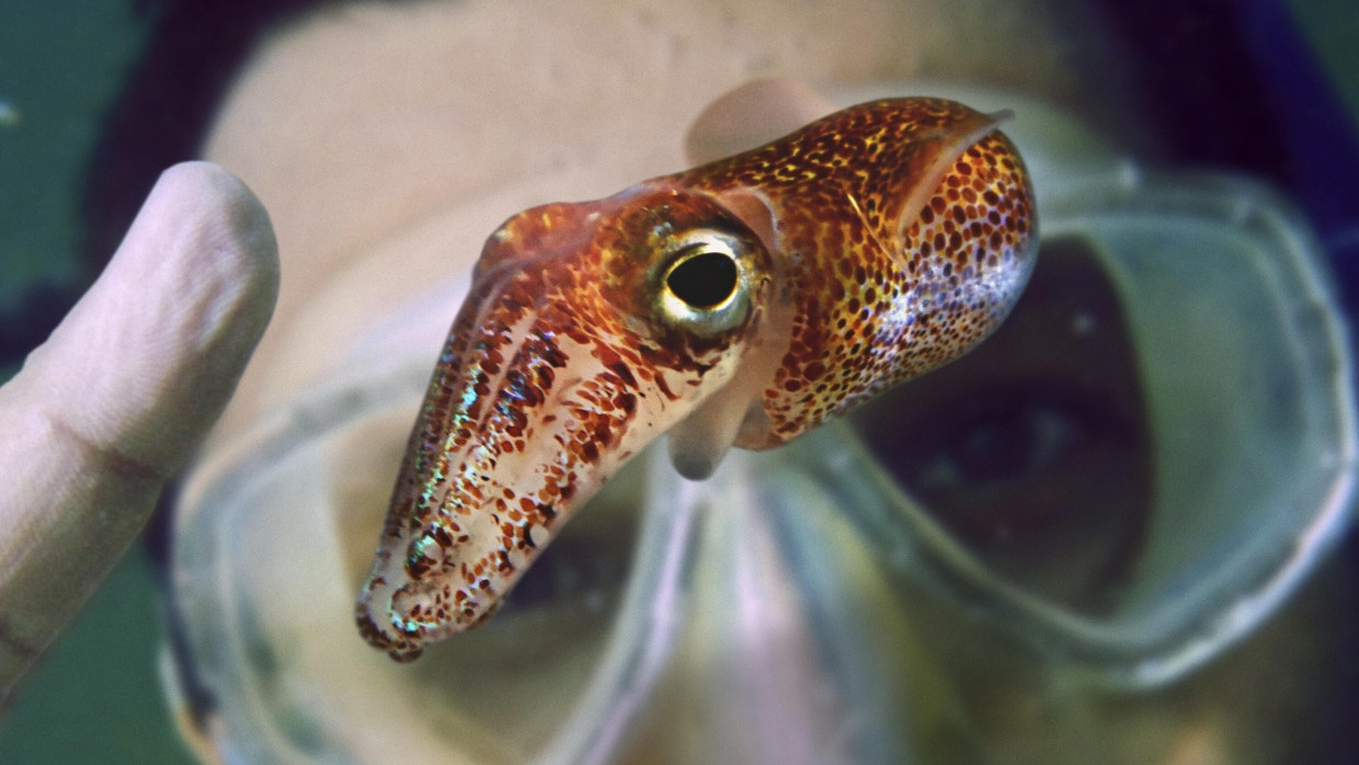 Euprymna scolopes lebt mit einer biolumineszenten Bakterienart in Symbiose.