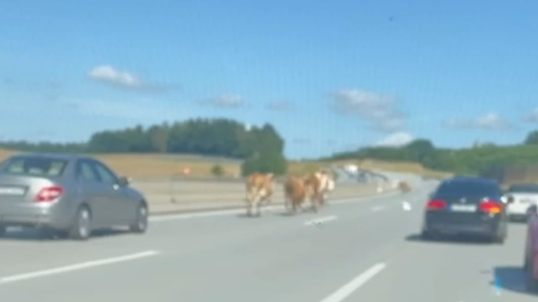 Stau bei München: Ausgebüxte Kuhherde legt Autobahn lahm | Regional