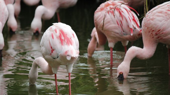 Flamingo