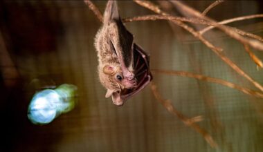 Fledermaus mit Tollwut an Kita im Saalekreis: Vorsorgliche Impfung für 45 Kinder