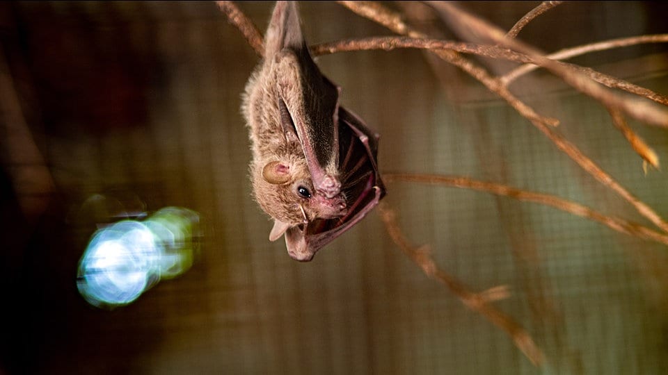 Fledermaus mit Tollwut an Kita im Saalekreis: Vorsorgliche Impfung für 45 Kinder