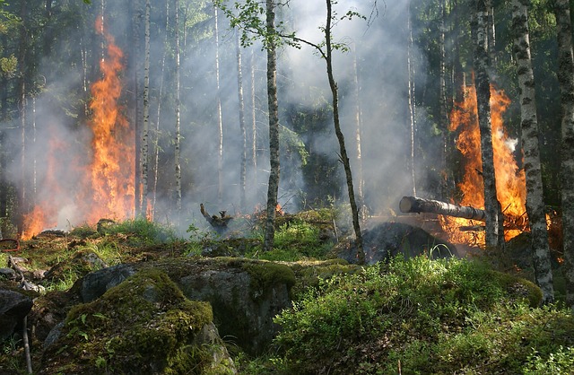 Waldbrandgefahr: Stadt Dresden erlässt Allgemeinverfügung zum Wegegebot im Wald - DAWO!