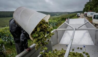 Ein Erntehelfer kippt seine Kiepe voller Weintrauben bei der Weinlese in Frankreich in einen Trichter