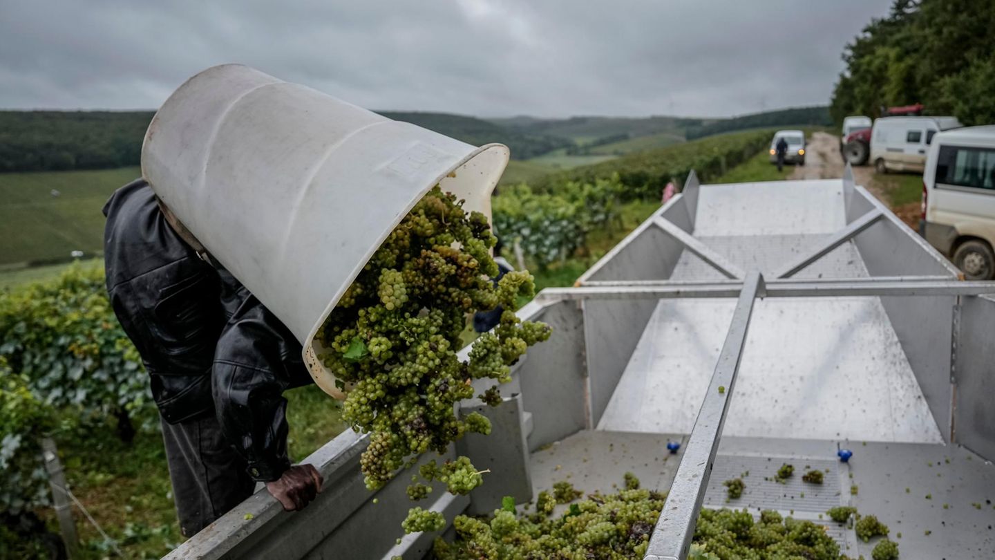 Ein Erntehelfer kippt seine Kiepe voller Weintrauben bei der Weinlese in Frankreich in einen Trichter