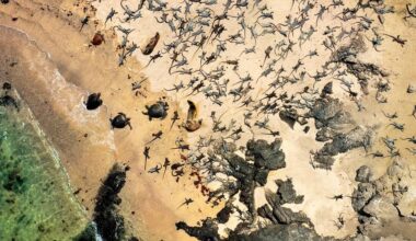 Freiwilligen-Projekt der Uni Leipzig zählt die Galápagos-Meerechsen