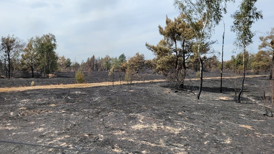 Ticker zum Waldbrand Gohrischheide: 86 Prozent der Fläche vernichtet